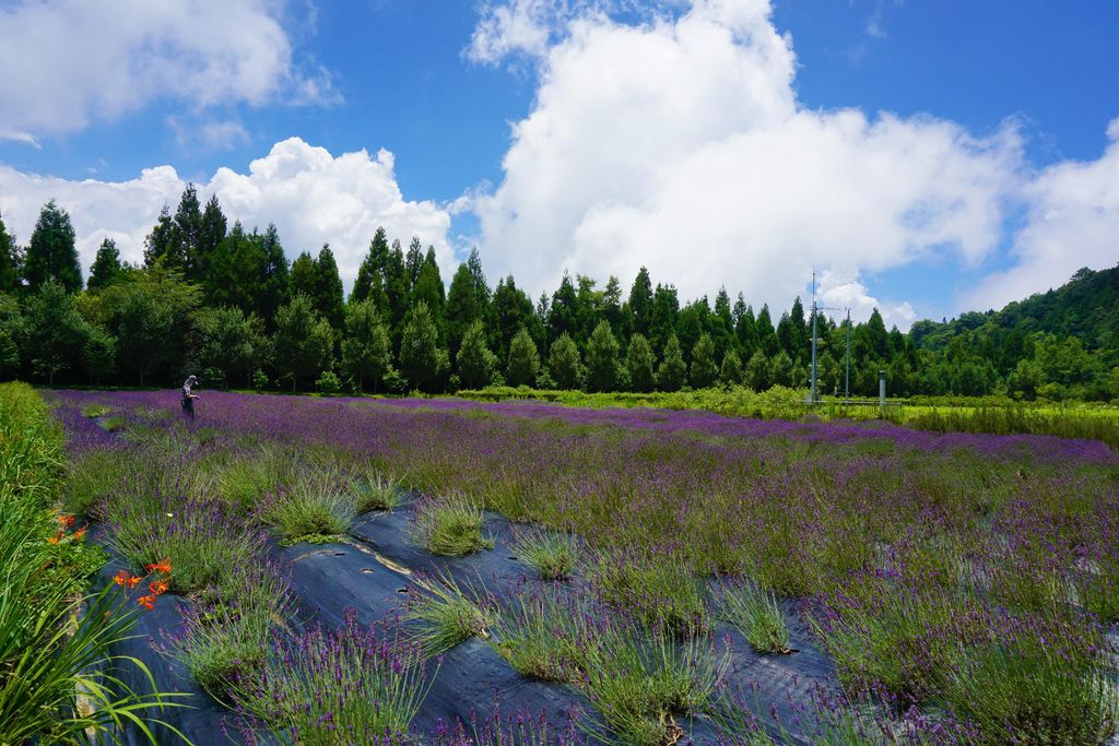 74拍攝植物：薰衣草　拍攝地點：梅峰農場＿平臺　拍攝日期：2018_07_31