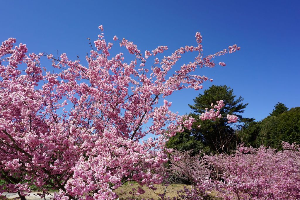 福壽山農場千櫻園櫻花季12