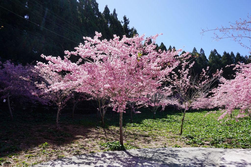 福壽山農場千櫻園櫻花季14