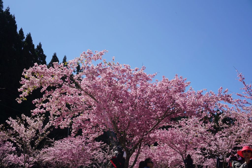 福壽山農場千櫻園櫻花季19