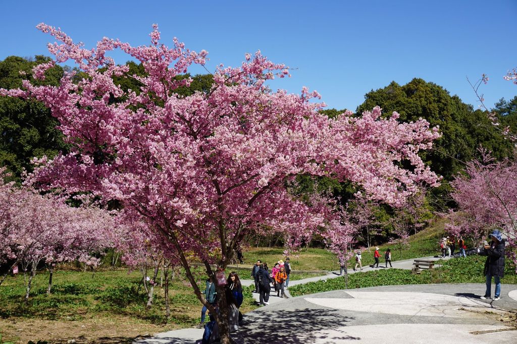 福壽山農場千櫻園櫻花季18