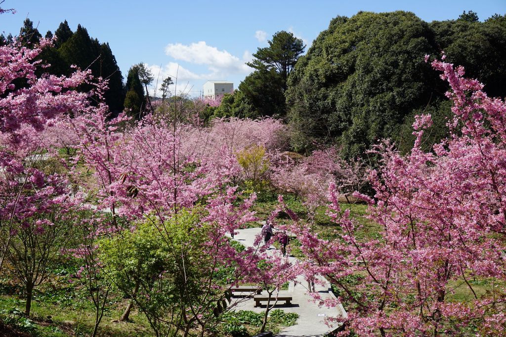 福壽山農場千櫻園櫻花季20