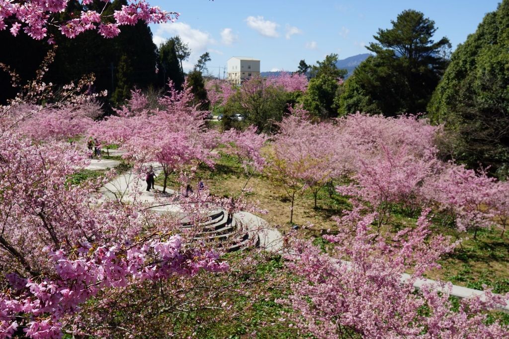 福壽山農場千櫻園櫻花季25