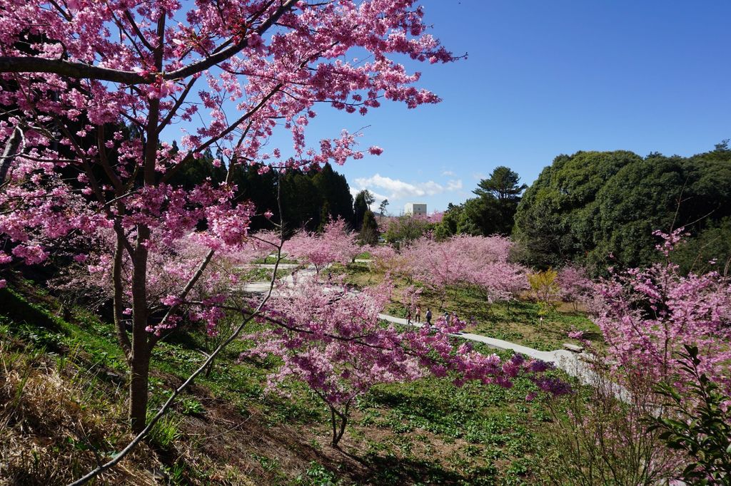 福壽山農場千櫻園櫻花季22