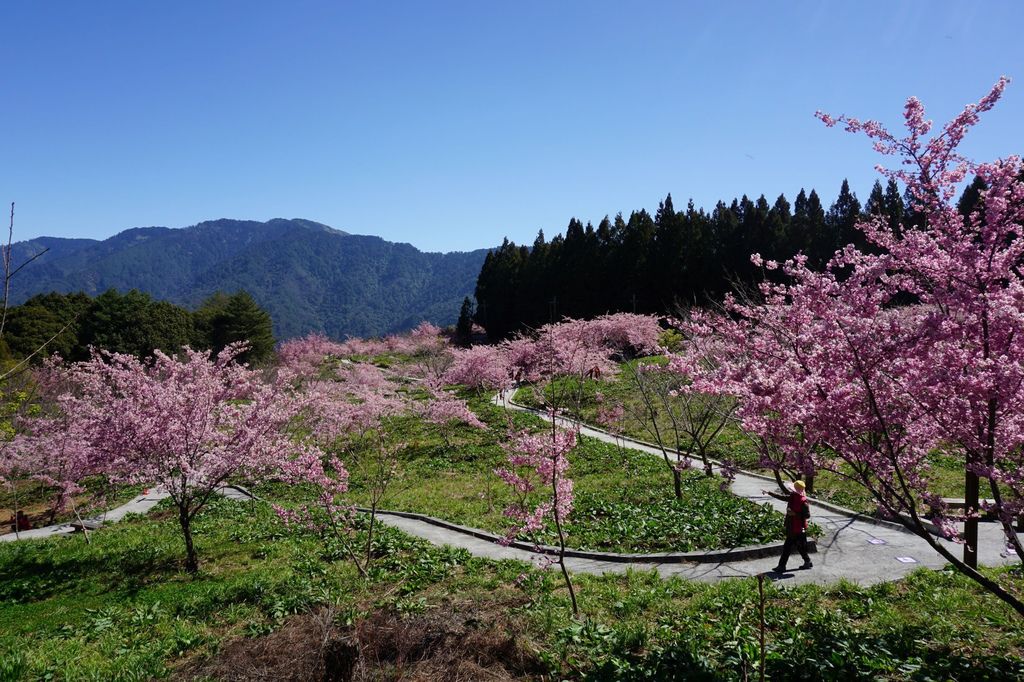 福壽山農場千櫻園櫻花季26