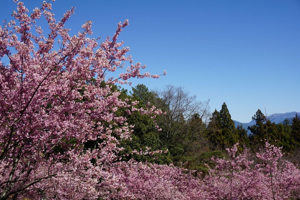 福壽山農場千櫻園櫻花季31