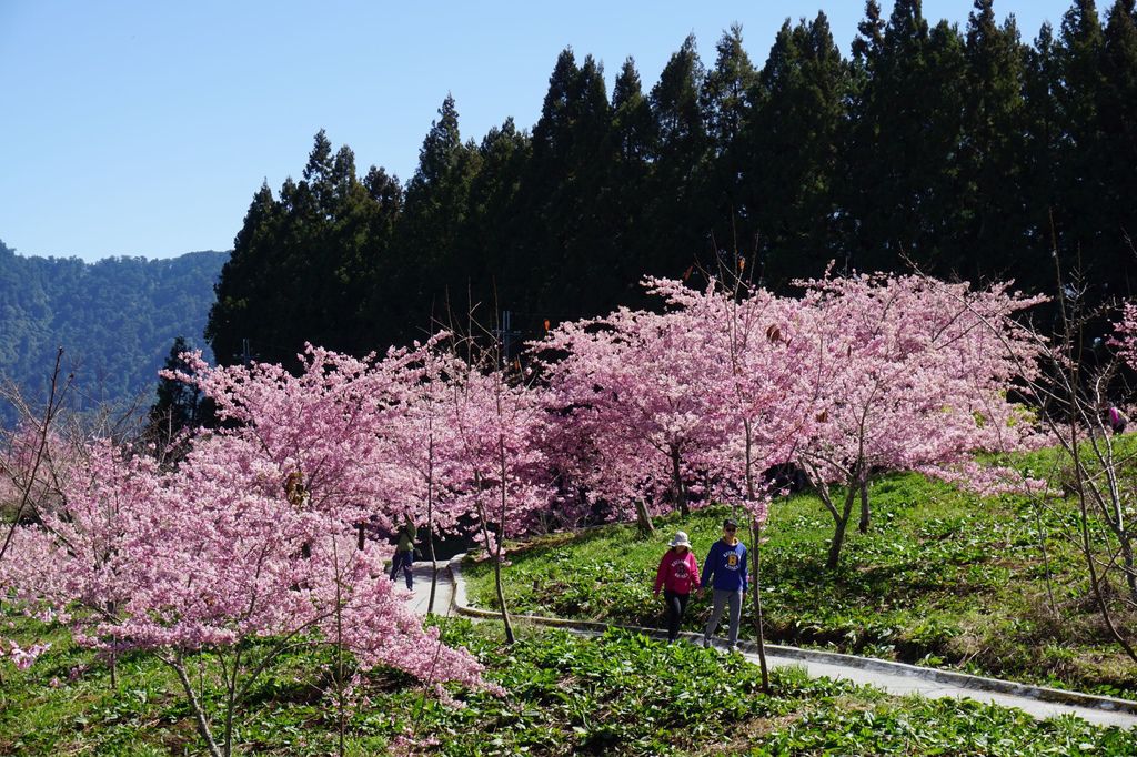 福壽山農場千櫻園櫻花季33