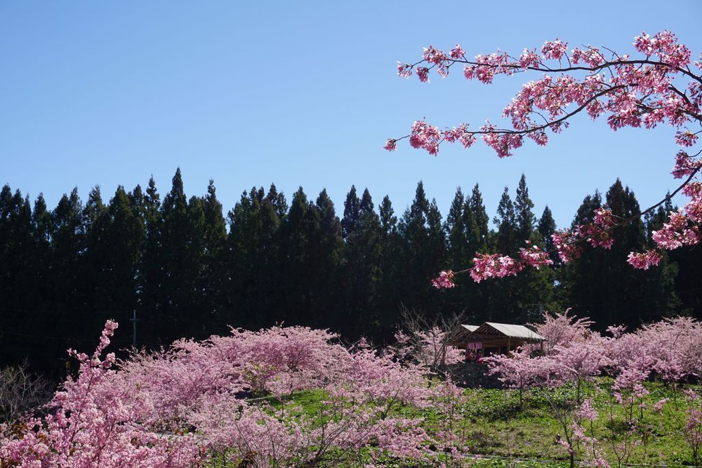 福壽山農場千櫻園櫻花季54