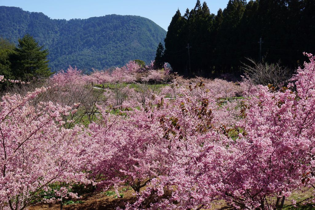 福壽山農場千櫻園櫻花季55