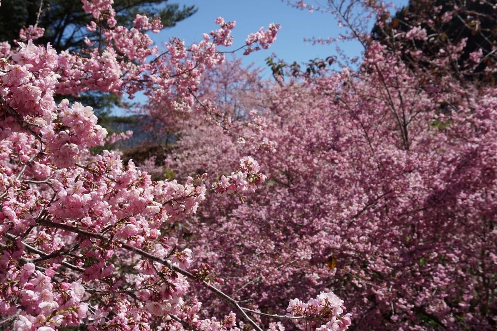 福壽山農場千櫻園櫻花季61