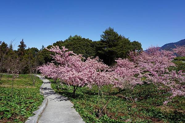 福壽山農場千櫻園櫻花季64