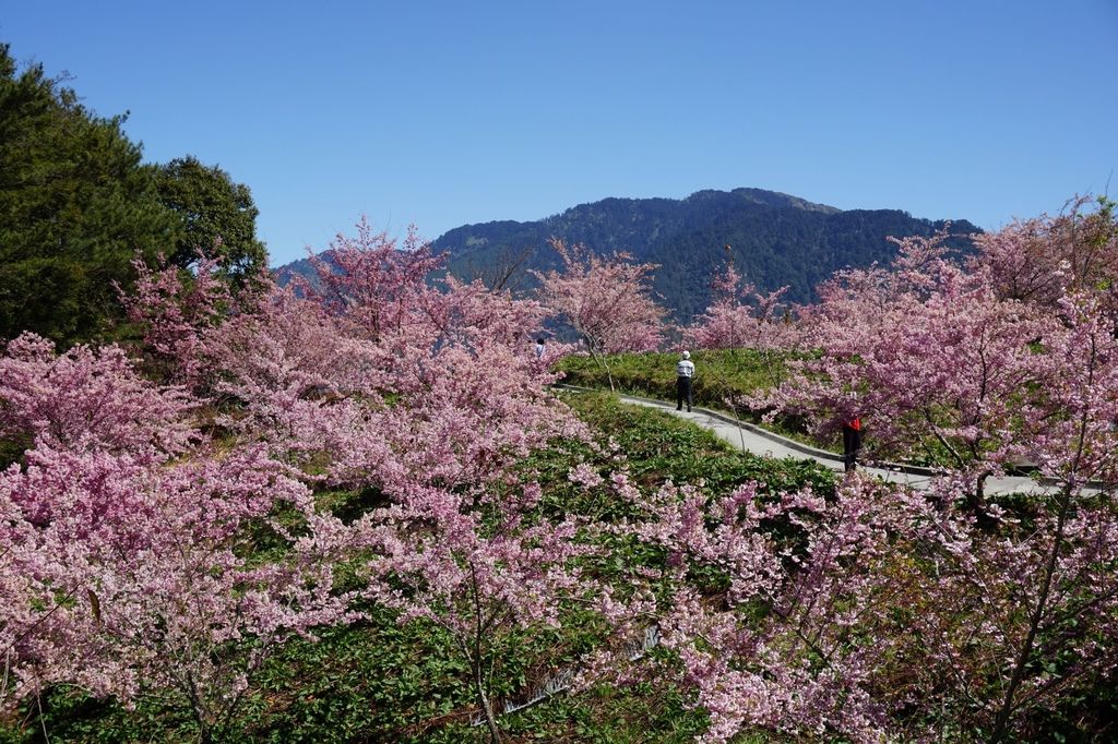 福壽山農場千櫻園櫻花季65