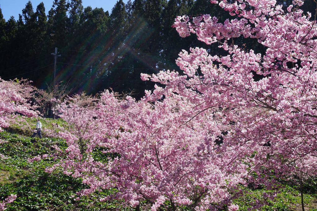 福壽山農場千櫻園櫻花季63