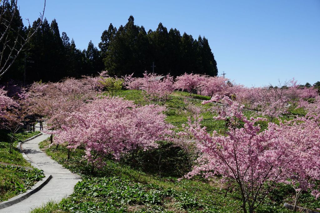 福壽山農場千櫻園櫻花季73