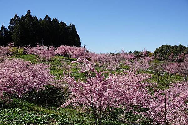 福壽山農場千櫻園櫻花季72