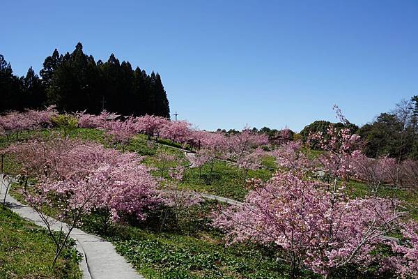 福壽山農場千櫻園櫻花季75