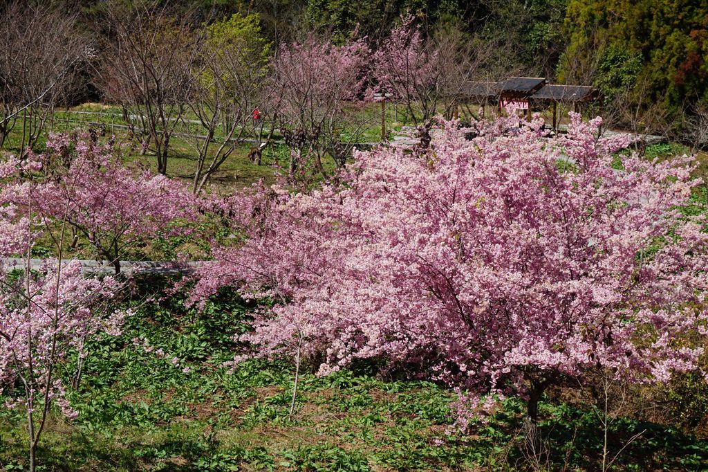 福壽山農場千櫻園櫻花季76