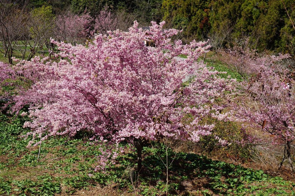 福壽山農場千櫻園櫻花季74