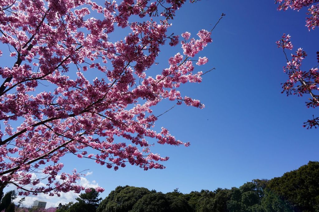 福壽山農場千櫻園櫻花季94