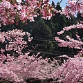福壽山農場千櫻園櫻花季97