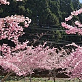 福壽山農場千櫻園櫻花季95