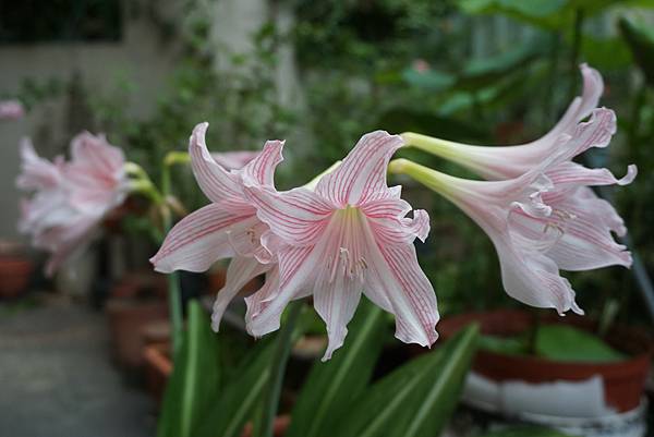 名稱_孤挺花_地點_花園_時間_20200918