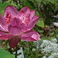 荷花20210901