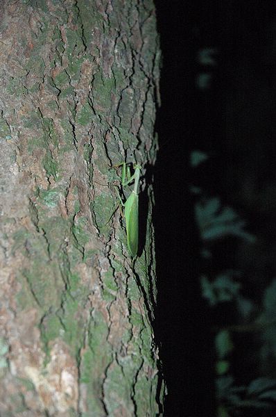 Img2015-08-01 203322.jpg