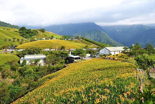 太麻里金針山2.JPG