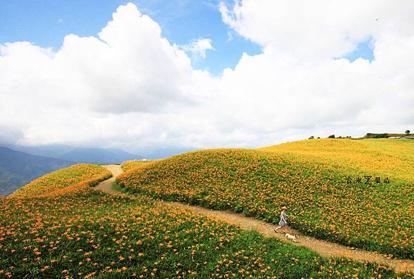 六十石山賞金針1.jpg 六十石山賞金針1.jpg