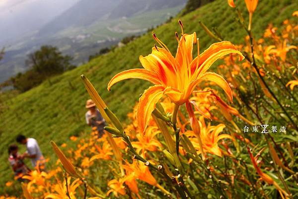 六十石山賞金針3.JPG 六十石山賞金針3.JPG