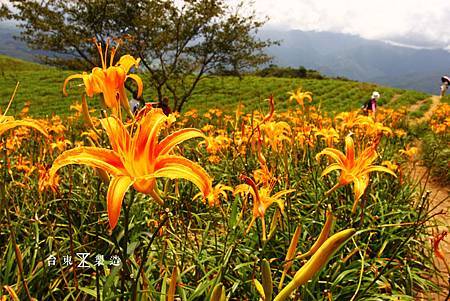 六十石山賞金針4.JPG 六十石山賞金針4.JPG