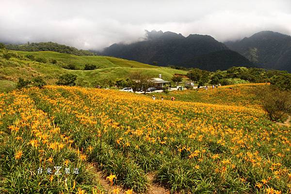 六十石山賞金針10.JPG