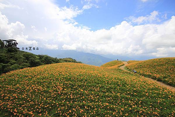 六十石山賞金針11.JPG 六十石山賞金針11.JPG