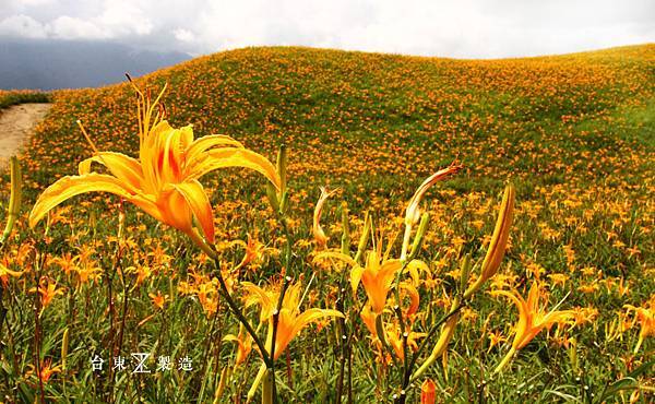 六十石山賞金針13.JPG 六十石山賞金針13.JPG