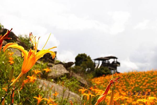 六十石山賞金針16.JPG 六十石山賞金針16.JPG