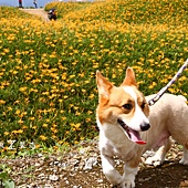 六十石山賞金針18.jpg 六十石山賞金針18.jpg