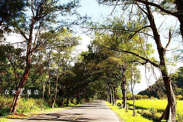 台東旅遊 武陵綠色隧道 (2).JPG