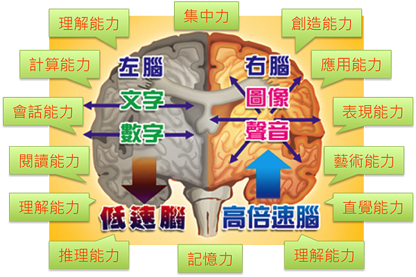 左右腦開發1.png