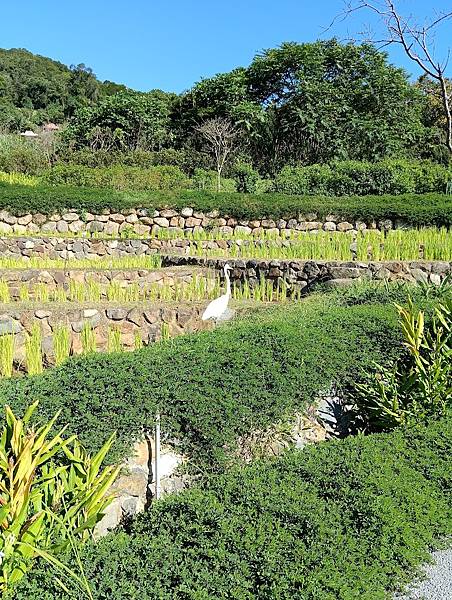 桃園梯田生態公園一遊